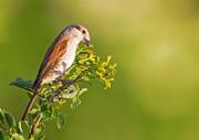 Neuntoeter - Red-backed Shrike  (Lanius collurio)